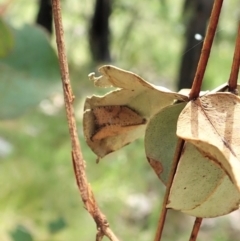 Meritastis (genus) (A Bell moth (Tortricinae)) at Gibraltar Pines - 22 Dec 2021 by CathB