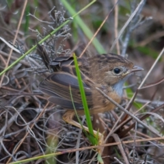 Stipiturus malachurus (Southern Emu-wren) at Bonny Hills, NSW - 7 Dec 2014 by rawshorty