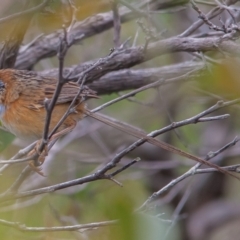 Stipiturus malachurus at Bonny Hills, NSW - suppressed