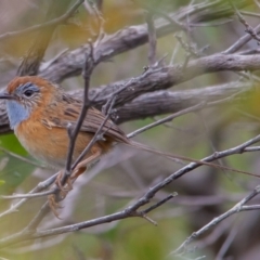 Stipiturus malachurus at Bonny Hills, NSW - suppressed