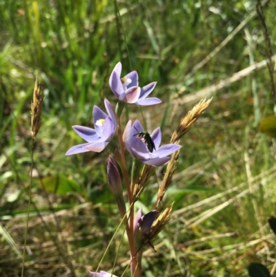 Thelymitra (Genus) (Sun Orchid) at Adaminaby, NSW - 21 Dec 2021 by JochenZeil