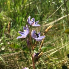 Thelymitra sp. (A Sun Orchid) at Adaminaby, NSW - 21 Dec 2021 by JochenZeil