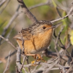 Stipiturus malachurus (Southern Emu-wren) at Bonny Hills, NSW - 6 Dec 2014 by rawshorty