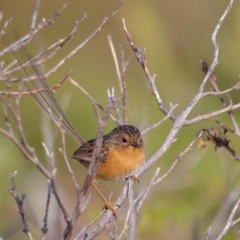 Stipiturus malachurus at Bonny Hills, NSW - suppressed