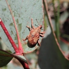 Gonipterus sp. (genus) (Eucalyptus Weevil) at Paddys River, ACT - 22 Dec 2021 by CathB