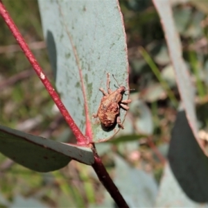 Gonipterus sp. (genus) at Paddys River, ACT - 22 Dec 2021