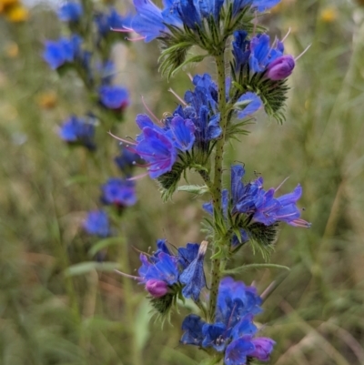 Echium vulgare (Vipers Bugloss) at Mount Majura - 23 Dec 2021 by sbittinger