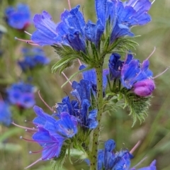 Echium vulgare at Watson, ACT - 24 Dec 2021