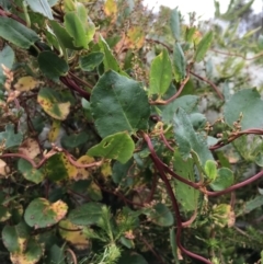 Muehlenbeckia adpressa (Climbing Lignum) at Ventnor, VIC - 14 Dec 2021 by Tapirlord