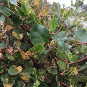 Muehlenbeckia adpressa at Ventnor, VIC - 15 Dec 2021 10:45 AM