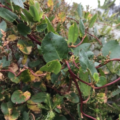 Muehlenbeckia adpressa (Climbing Lignum) at Ventnor, VIC - 14 Dec 2021 by Tapirlord