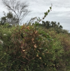 Muehlenbeckia adpressa at Ventnor, VIC - 15 Dec 2021 10:45 AM