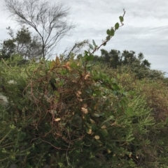 Muehlenbeckia adpressa at Ventnor, VIC - 15 Dec 2021