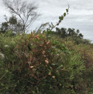 Muehlenbeckia adpressa at Ventnor, VIC - 15 Dec 2021 10:45 AM
