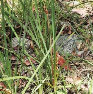 Chiloglottis sp. at Tennent, ACT - 22 Dec 2021