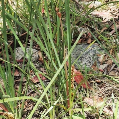 Chiloglottis sp. (A Bird/Wasp Orchid) at Tennent, ACT - 22 Dec 2021 by CathB