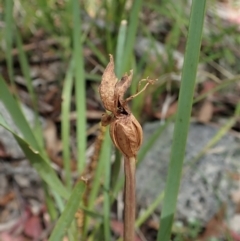 Chiloglottis sp. at Tennent, ACT - 22 Dec 2021