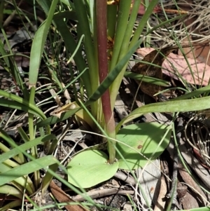 Chiloglottis sp. at Tennent, ACT - suppressed