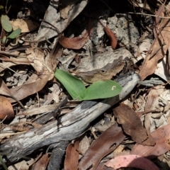 Chiloglottis sp. at Tennent, ACT - 22 Dec 2021