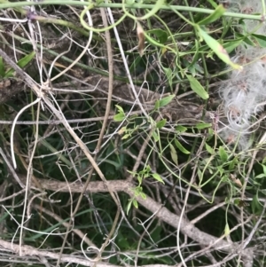 Clematis microphylla at Ventnor, VIC - 15 Dec 2021