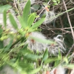 Clematis microphylla at Ventnor, VIC - 15 Dec 2021