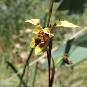 Diuris sulphurea at Tennent, ACT - suppressed