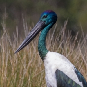 Ephippiorhynchus asiaticus at Lake Innes, NSW - 30 Apr 2016