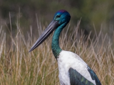 Ephippiorhynchus asiaticus (Black-necked Stork) at Lake Innes, NSW - 30 Apr 2016 by rawshorty