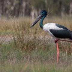 Ephippiorhynchus asiaticus at Lake Innes, NSW - suppressed