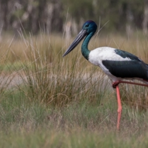 Ephippiorhynchus asiaticus at Lake Innes, NSW - 30 Apr 2016