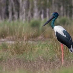 Ephippiorhynchus asiaticus at Lake Innes, NSW - 30 Apr 2016