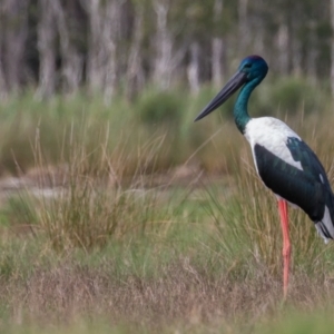 Ephippiorhynchus asiaticus at Lake Innes, NSW - suppressed