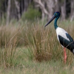 Ephippiorhynchus asiaticus at Lake Innes, NSW - suppressed