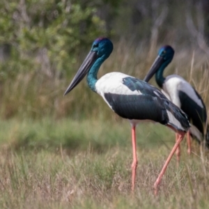 Ephippiorhynchus asiaticus at Lake Innes, NSW - suppressed