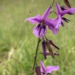 Arthropodium fimbriatum (Nodding Chocolate Lily) at Mount Ainslie to Black Mountain - 24 Dec 2021 by SilkeSma