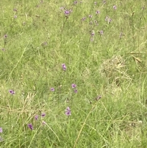 Arthropodium fimbriatum at Campbell, ACT - 24 Dec 2021 10:43 AM