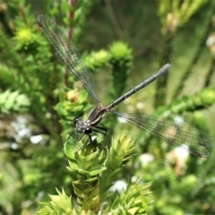 Austroargiolestes calcaris (Powdered Flatwing) at Paddys River, ACT - 22 Dec 2021 by CathB