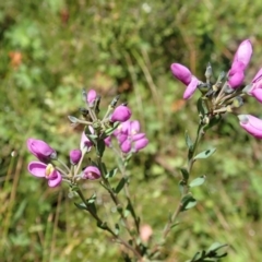 Comesperma retusum (Mountain Milkwort) at Gibraltar Pines - 22 Dec 2021 by CathB