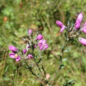 Comesperma retusum at Paddys River, ACT - 22 Dec 2021 03:12 PM