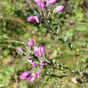 Comesperma retusum at Paddys River, ACT - 22 Dec 2021