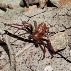 Thomisidae (family) (Unidentified Crab spider or Flower spider) at Namadgi National Park - 22 Dec 2021 by CathB