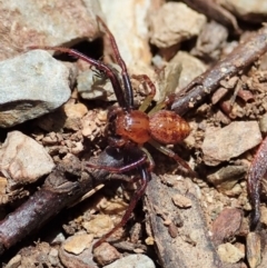 Thomisidae (family) at Cotter River, ACT - 22 Dec 2021