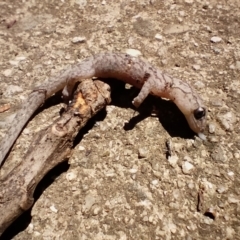 Christinus marmoratus (Southern Marbled Gecko) at Downer, ACT - 24 Dec 2021 by cf17