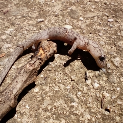 Christinus marmoratus (Southern Marbled Gecko) at Downer, ACT - 24 Dec 2021 by cf17