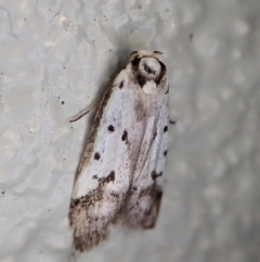 Philobota lysizona (A concealer moth) at Paddys River, ACT - 22 Dec 2021 by CathB