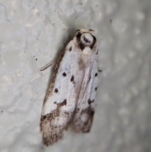 Philobota lysizona at Paddys River, ACT - 22 Dec 2021 11:27 AM