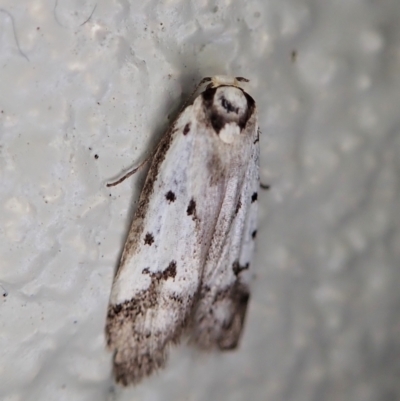 Philobota lysizona (A concealer moth) at Gibraltar Pines - 22 Dec 2021 by CathB