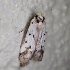 Philobota lysizona (A concealer moth) at Gibraltar Pines - 22 Dec 2021 by CathB
