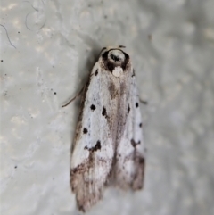 Philobota lysizona at Paddys River, ACT - 22 Dec 2021