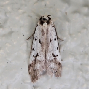 Philobota lysizona at Paddys River, ACT - 22 Dec 2021 11:27 AM